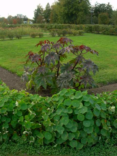 Лекарский огород, коломенское kolomna history people many rus russia moscow 2005 россия москва крест парк мед ландшафт православие церковь храм церковная служба апарышев